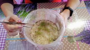 Павловния из семян