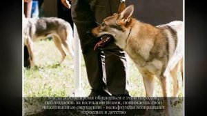 Чехословацкая волчья собака Крупные породы собак
