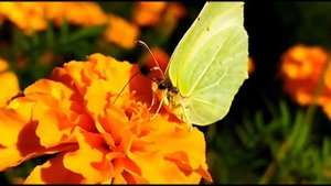 О бабочках. Крушинница /Лимонница Gonepteryx rhamni
