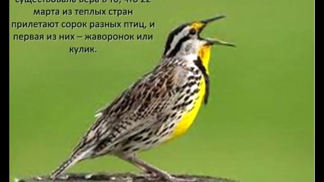 Сороки(жаворонки).mp4 смотреть онлайн