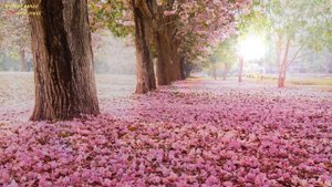 Guitar saxophone piano romantic music 2 Гитара Саксофон Фортепиано Романтическая музыка для Двоих