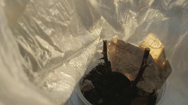 Черенкование роз и хризантем(продолжение).Самое благоприятное время для черенкования. Зимовка.