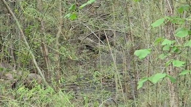 Call of the Indian wild dog / Dhole (Cuon alpinus), Kawal Wildlife Sanctuary, India