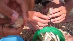 Как ловят рыбу на Азовском море!