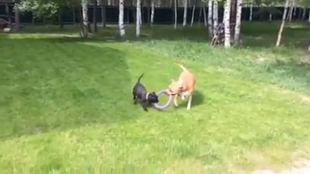 Рика с Дусей, дача, май 2017 смотреть онлайн