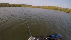 выход окуня на джиг ловля лайтом 7гр на Озере Псковская область рыбалка с лодки осенью