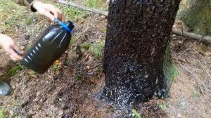 ОХОТА НА ДИКОГО КАБАНА С ЛАБАЗА НА ПРИВАДЕ