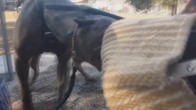 Doberman vs Cane Corso - Dog Videos [Mr Fenley] смотреть онлайн