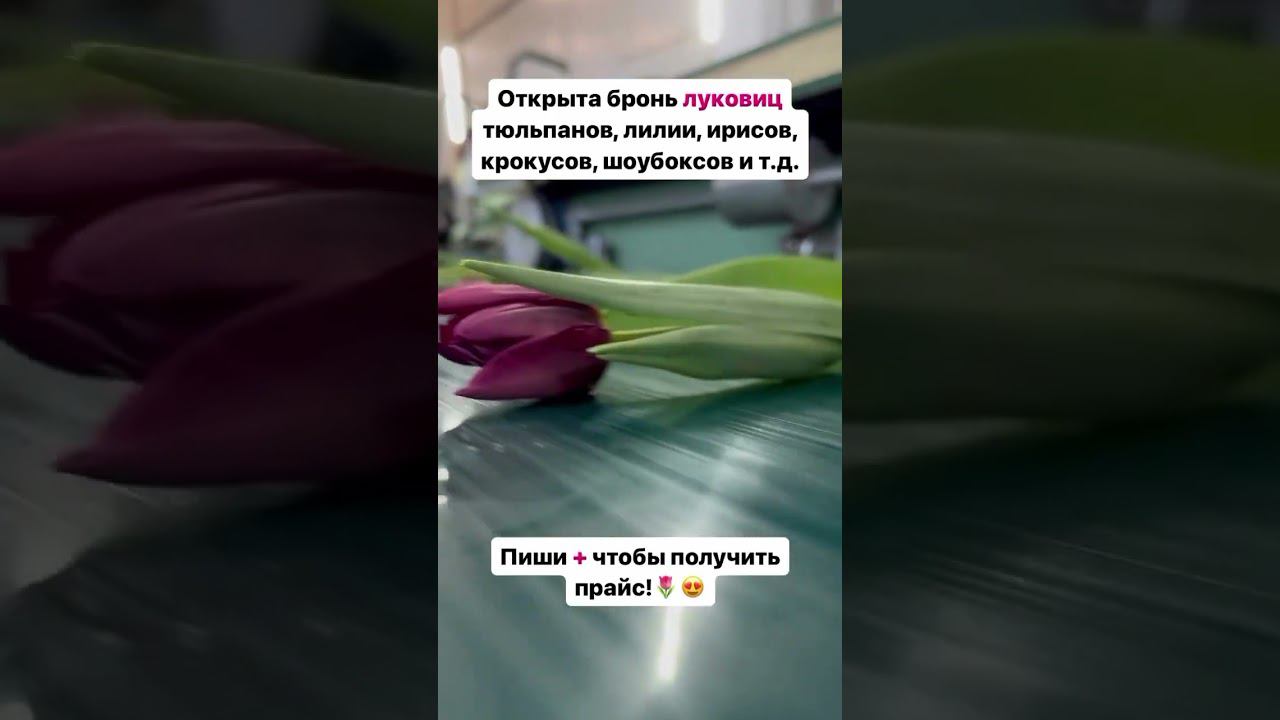 #тюльпаны #тюльпаныоптом #выгонкатюльпанов #tulip #цветы #луковицы