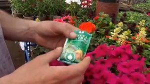 ПОДКОРМИТЕ так ПЕТУНИЮ и ЖЕЛТЕТЬ НЕ БУДЕТ. Сальвию и Петунию цветы.mp4