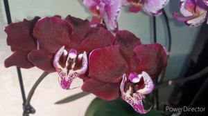 Орхидеи Продолжение Обзора Цветущих 4 февраля 2023г.