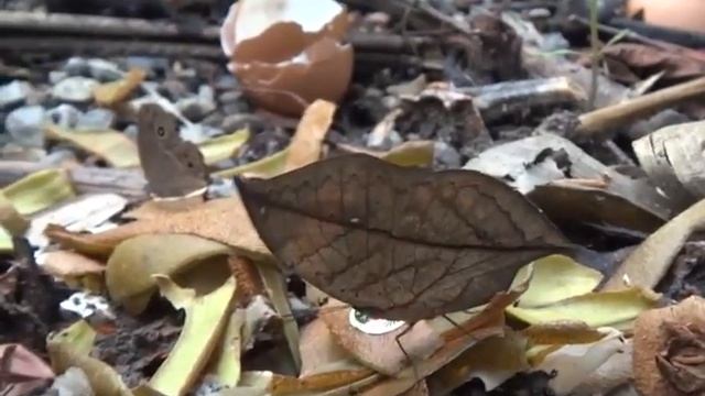 Бабочки листовидки смотреть онлайн