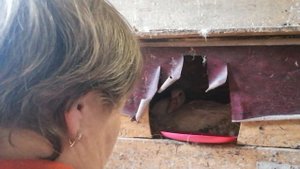 Индоутка вывела цыплят. 16.05.2022.