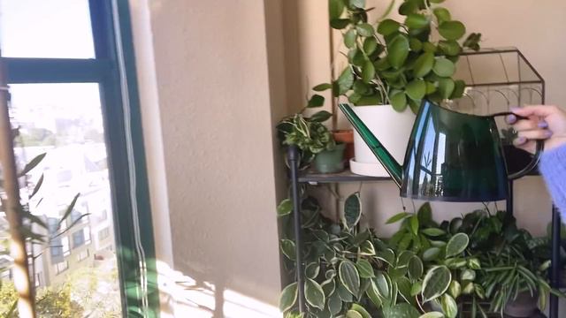 Repotting hoya + fun new plant, nerdy technical chats, removing my pothos living wall | PLANT CHORE смотреть онлайн