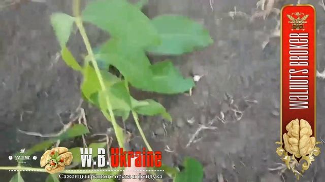 Посев семян скороплодных грецких орехов в 2019.16.11 от Walnuts Broker смотреть онлайн