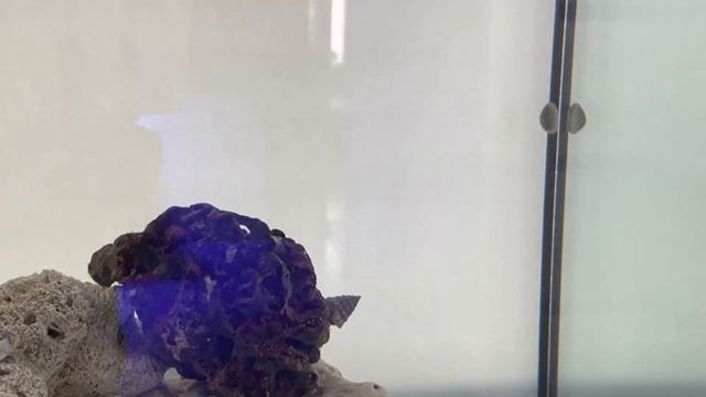 Как я запускал аквариум для кошачьих акул. смотреть онлайн