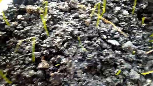 Лук на зелень из семян чернушки. Лук на рассаду