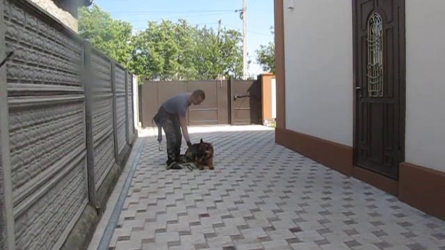 Как научить собаку хождению рядом, сидеть, лежать, стоять, ползи. смотреть онлайн