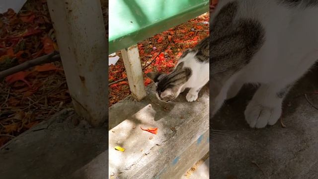 Кошка кушает еду на улице ? Замечательные животные ? Stray cat eating food ? Beautiful animals Meme