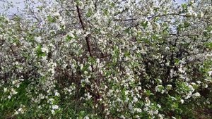 Может ли Мельба расти в Сибири в штамбовой форме? Яблоня Символ,розовая в цветении,зимостойкий сорт