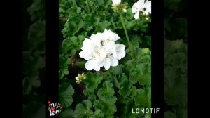 Герань. Герань в моем доме.Полезные свойства герани?????