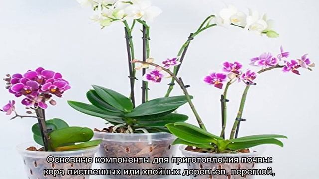 Орхидея отцвела— что делать дальше с цветком смотреть онлайн