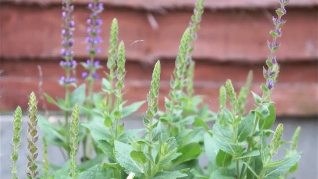 Sony NEX-5 1080i HD movie manual focus sample смотреть онлайн