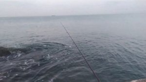 Первый осенний сарган 2023. Туапсе, морская рыбалка