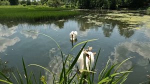 Лебедь Шипун шипит защищая семью / swan
