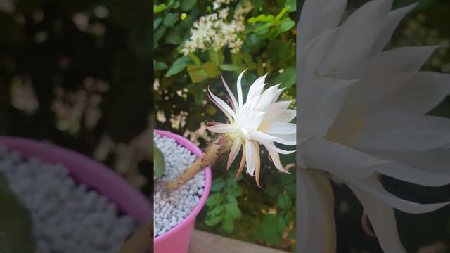 Echinopsis Subdenudata in Bloom