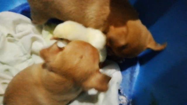 щенки и цыпленок. щенки чиха и цыпленок - наверное очень вкусный... игра щенка и цыплёнка смотреть онлайн