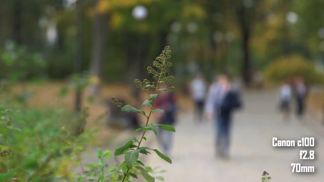 Test: Canon 5d mark III vs C100 vs Panasonic G7 with 24-70 f2.8L II смотреть онлайн