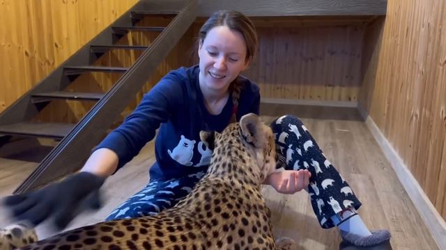Неожиданная вещь которая понравилась гепарду Герде! Синяя перчатка оказалась релаксом для кошки смотреть онлайн