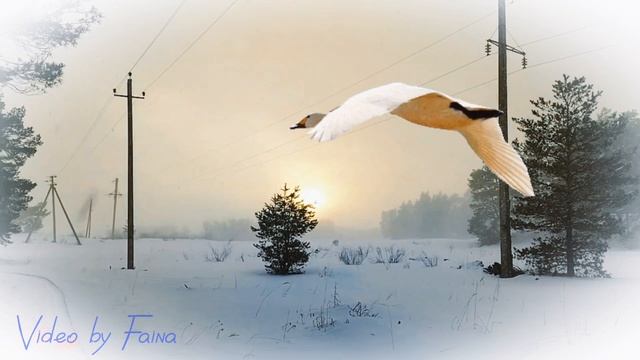 Зимний вальс о весне "Белая лебедь" Песня прошлого века.