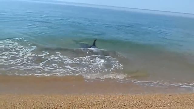 необычная рыбалка этим летом в Крыму смотреть онлайн