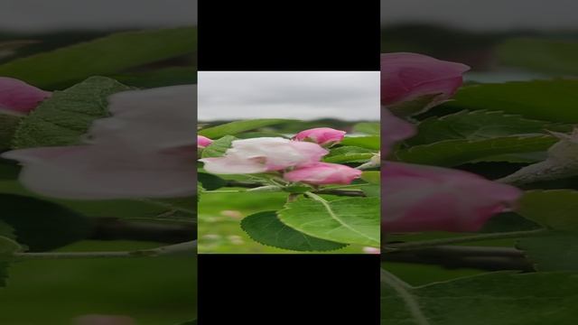 Красота, яблоня зацвела