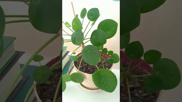 Pilea (Pilea peperomioides)