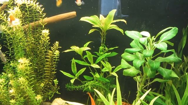 Что новенького: фильтраторы, дырки на листьях, удобрения, мох на коряге и не только смотреть онлайн