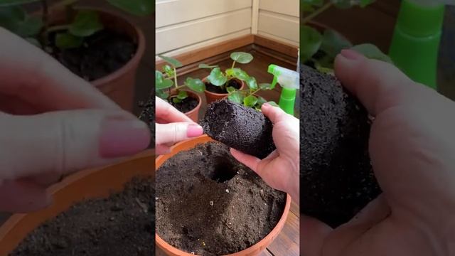 Пересадка фуксий?на ПМЖ смотреть онлайн