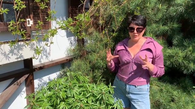 Как ухаживать за пионами чтобы пышно цвели, не упустите важные моменты!