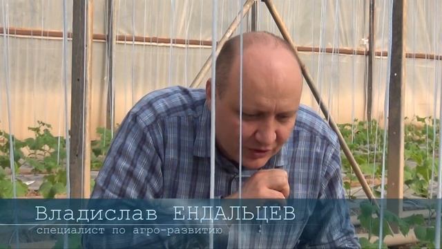Выращивания огурцов - Советы агронома?