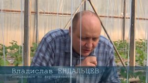 Выращивания огурцов - Советы агронома?