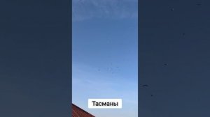 Бойные голуби Гульсары | Бой Тасманов | Голуби из питомника Убайдуллы | Узбекистан, Ташкент