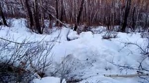 Охота на медведя. Зимой наткнулись на берлогу.