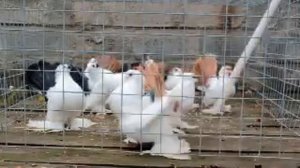 Статные голуби 2012