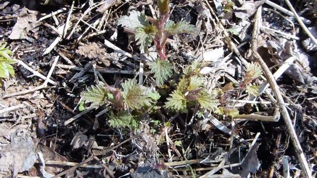 Весенние съедобные дикоросы смотреть онлайн