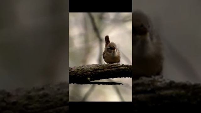 Пение домового крапивника в дикой природе