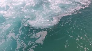 Акулы. Sharks. Израиль. Средиземное море. 4 февраля 2017.