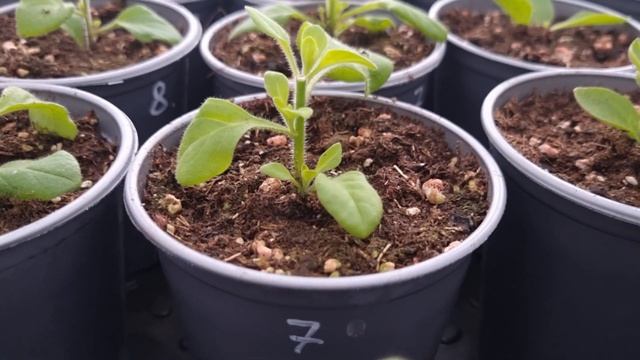 Мои кустики ампельной петунии стали давать черенок, как горячие пирожки из печи. смотреть онлайн