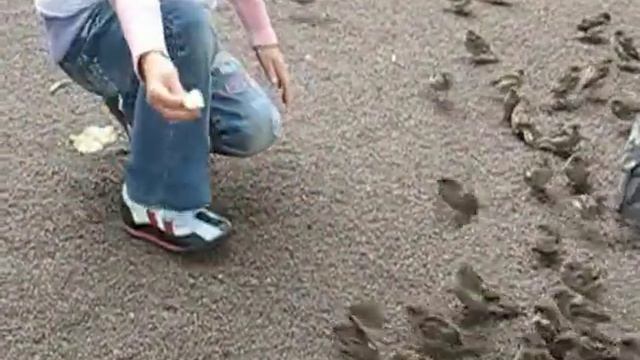 Приручить воробья! смотреть онлайн